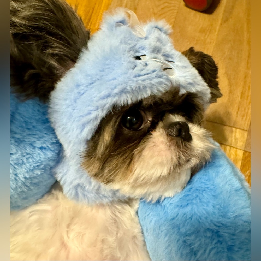 Grumpy Care Bear. Care Bears . Famous MINISO product. Cute hat for - Picture 5 of 14